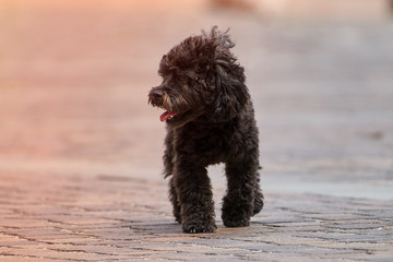 Close up of a cute dog on the street