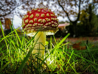 Magnifique champignon vénéneux dans l'herbe