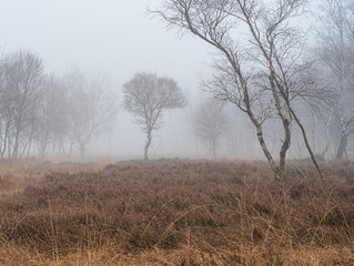 Birkenbaum  im Moor im Nebel 