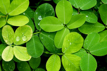 green leaves background