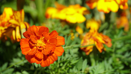 街角の花壇で見つけたオレンジの花「マリーゴールド」