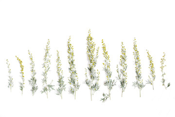 Medicinal herbs, Sagebrush, Artemisia, mugwort on a white background.
