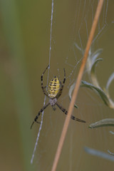  Wespenspinne (Argiope bruennichi)