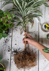 Hand holds a home plant with roots without ground