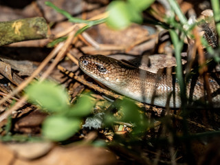 snake