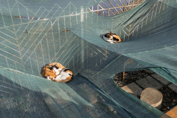 Cats lying on suspended networks in sunlight