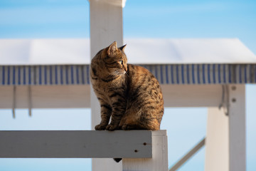 Grey tabby cat basking in the sun on wooden board on the sea beach