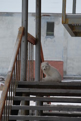 White pole fox in Spitsbergen 
