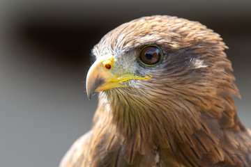 Harris Hawk