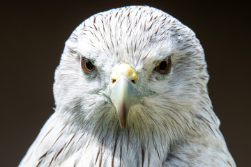 Red Kite