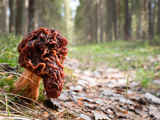 Gyromitra