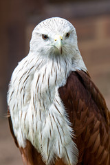 Red Kite
