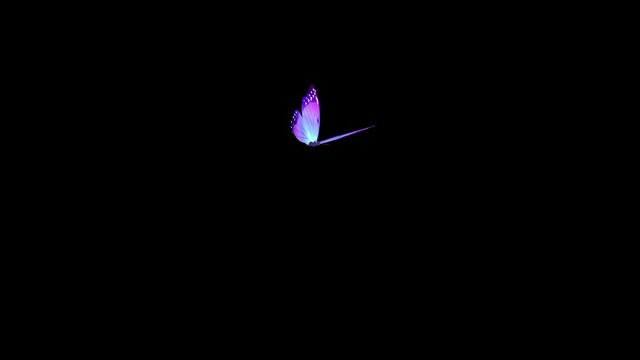 Animation of a flying butterfly on a black background HD 1920x1080