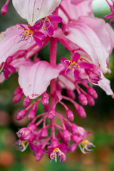 Naklejka na ściany i meble Close-up of Medinilla magnifica pink flower Philippines