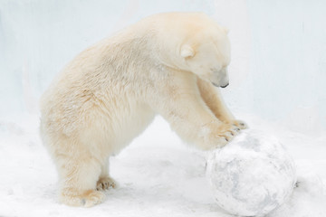 Fototapeta na wymiar Funny white bear. Polar bear pushes the ball