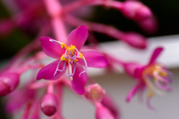Macrophotography of Medinilla magnifica pink flower Philippines