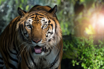 Photos of tiger naturally.