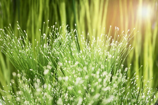 The plant of grass featuring cyperaceae bush.
