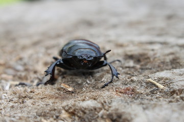 Black beetle on gray background front view close-up