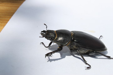 Black beetle on white background closeup