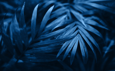 Beautiful blue fern close up.