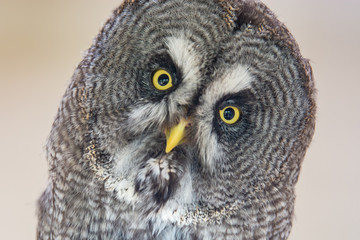Owl