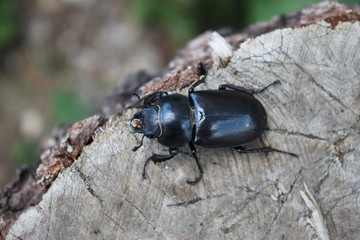Black beetle on a stump close up