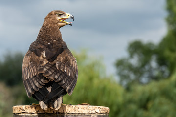 Tawny Eagle