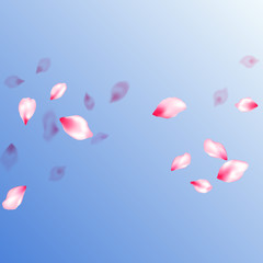 Japanese cherry blossom pink flying petals