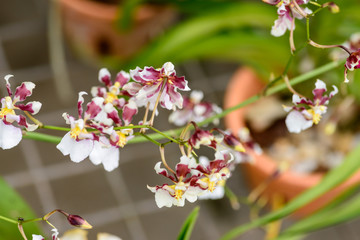 Close-up of beautiful delicate white and dark red flowers