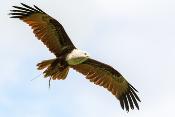 Red Kite