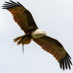 Red Kite