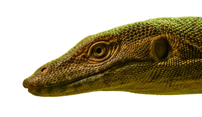 portrait of monitor lizard on white
