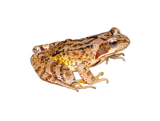 brown european common frog isolated
