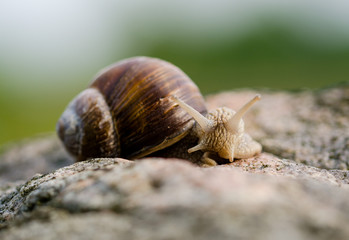 Weinbergschnecke auf einem Stein