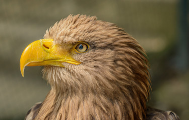 detailed portrait of sea eagle
