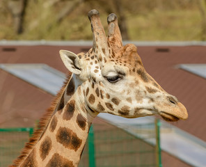 detailed portrait of a giraffe