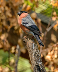 Eurasian Bullfinch (Pyrrhula pyrrhula) sitting on top of a branch
