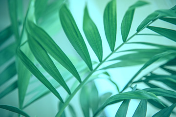 Tropical palm green leaves, light nature background in menthol and mint colors.