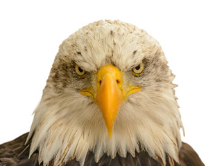 portrait of an bald eagle front white background