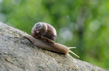 Weinbergschnecke auf einem Stein abwärts kriechen