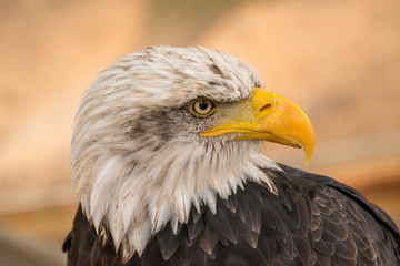 portrait of an bald eagle side