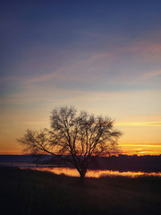 Fototapeta na wymiar Bare tree silhouette against autumn sunset sky background. Idyllic steppe nature landscape, vertical shot. Late fall rural scene near lake, seasonal peaceful mood.