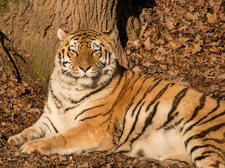 portrait siberian tiger laying on ground in leaves in the sun
