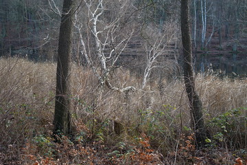 Uferlandschaft der Krummen Lanke in Berlin