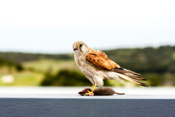 Australian kestrel (Nankeen Kestrel, Falco cenchroides) sitting on the stone fence and eating mouse