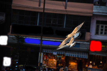  bird flying in the city in haridwar uttarakhand 