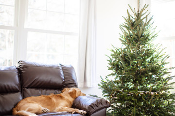Golden Retriever on couch next to Christmas Tree 02 - 310222123