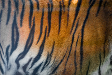tiger skin texture