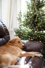 one year old golden retriever on couch next to christmas tree 01 - 310222159